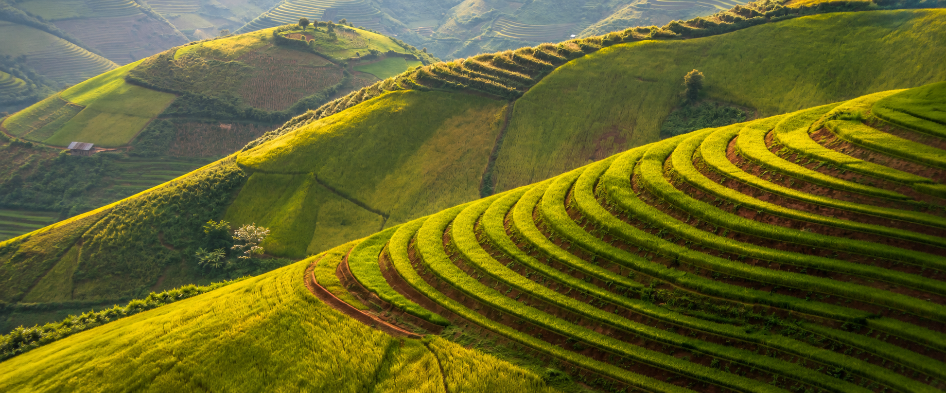 du-lich-mu-cang-chai-mu-lua-chin-vietmountain-travel1